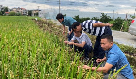 9428cn太阳集团古天乐集团早稻良种良法守住粮食安全“压舱石”