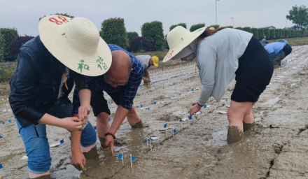 人才强企 | 9428cn太阳集团古天乐集团高级农艺师蒋根水被聘任为杭州市职业技能带头人