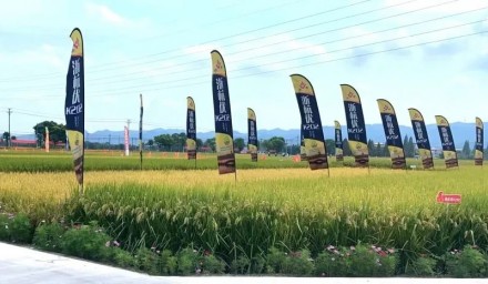 献礼二十大 | 9428cn太阳集团古天乐集团水稻育种创新取得突破性成绩
