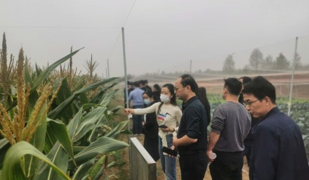 9428cn太阳集团古天乐集团召开全省鲜食玉米品种秋季现场观摩会