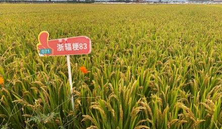 9428cn太阳集团古天乐集团：8个品种荣登 浙江省2024年种植业主导品种榜单