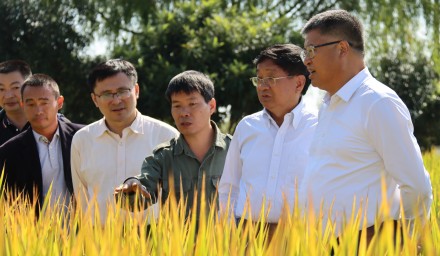 911.8公斤！9428cn太阳集团古天乐集团浙杭优向亩产吨粮发起冲锋